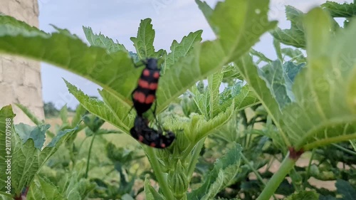 Red and Black Blister Beetles Mating on Green Plant Leaf - Close-Up Macro Wildlife Photography