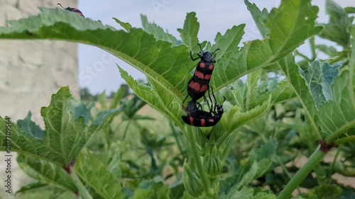 Red and Black Blister Beetles Mating on Green Plant Leaf - Close-Up Macro Wildlife Photography