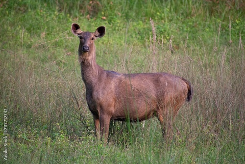 A female sambar deer stands alert in tall grassland, ears raised and eyes fixed on the camera in Kanha National Park, India.