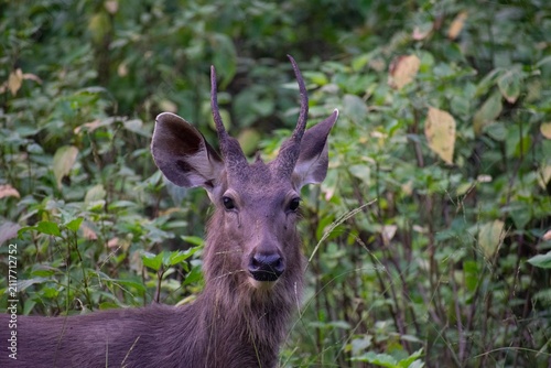 A young sambar stag with early spike antlers gazes directly into the camera amid dense green foliage in Kanha National Park, India.