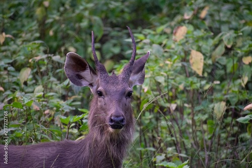 A young sambar stag with early spike antlers looks directly into the camera surrounded by dense green foliage in Kanha National Park, India.