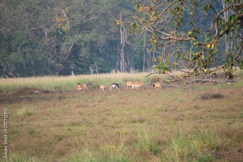 A herd of chital deer grazes across an open meadow at the edge of the forest in Kanha National Park, India.