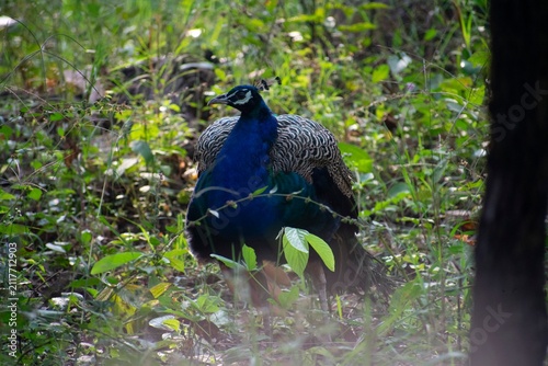 A male Indian peafowl stands amid dense forest undergrowth, its deep blue neck and crest catching dappled sunlight in Kanha National Park, India.