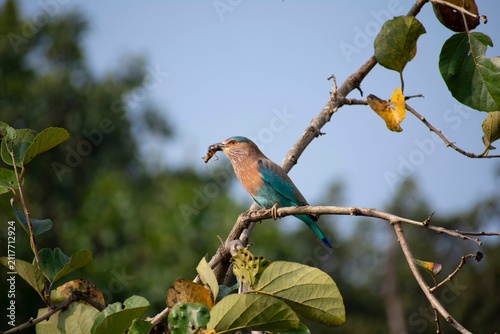 An Indian Roller perches with an insect held firmly in its beak, wings folded against dense green leaves in Kanha National Park, India.