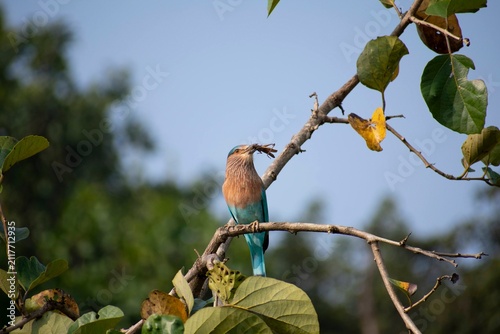 An Indian Roller tosses an insect in its beak while perched on a branch, framed against a clear blue sky in Kanha National Park, India.
