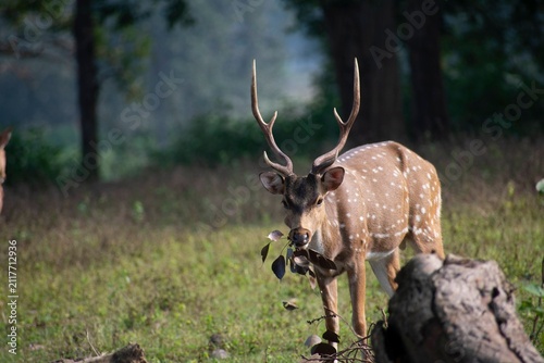 A spotted chital stag with branched antlers browses on green leaves in a forest clearing in Kanha National Park, India.