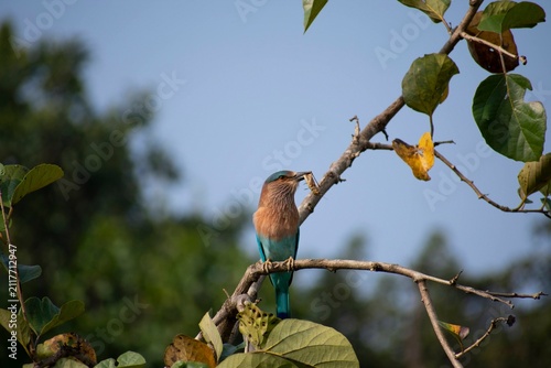 An Indian Roller perches high on a branch, insect prey secured in its beak, silhouetted against a bright blue sky in Kanha National Park, India.