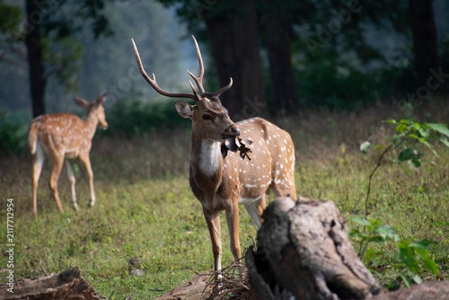 A chital stag with branched antlers browses on foliage while a second spotted deer stands blurred in the background of a Kanha National Park clearing, India.