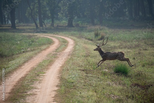 An antlered deer leaps across a misty dirt trail at dawn in Kanha National Park, India, captured mid-motion in soft morning light.