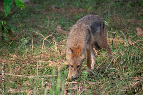 A golden jackal sniffs the forest floor amid dry grass, head lowered while foraging in Kanha National Park, India.