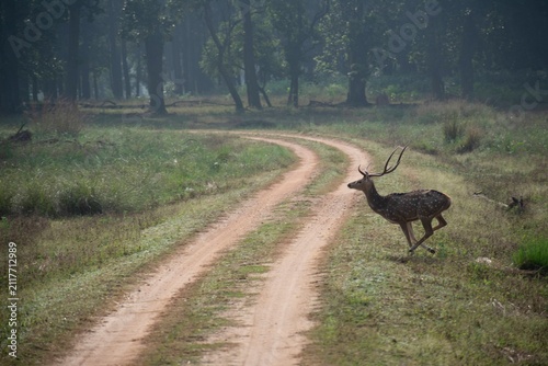 A chital stag leaps across a winding dirt track through misty forest at dawn, its spotted coat and antlers clearly visible mid-stride in Kanha National Park, India.