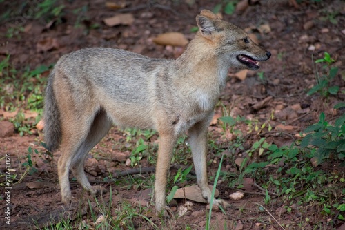 A golden jackal stands on the leaf-strewn forest floor, mouth slightly open, in Kanha National Park, India.