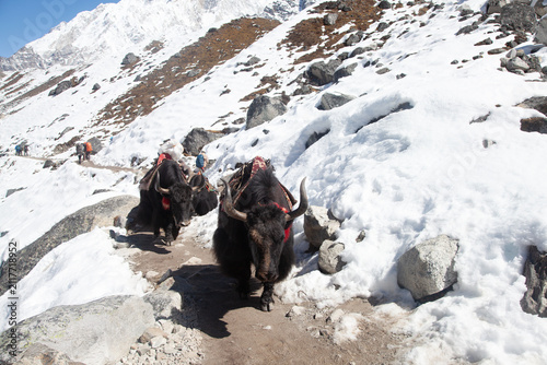 Group of Yaks carrying goods along the route to Everest Base Camp in the Himalayan Mountains of Nepal. Sagarmatha national park, trek to Everest base camp - Nepal Himalayas