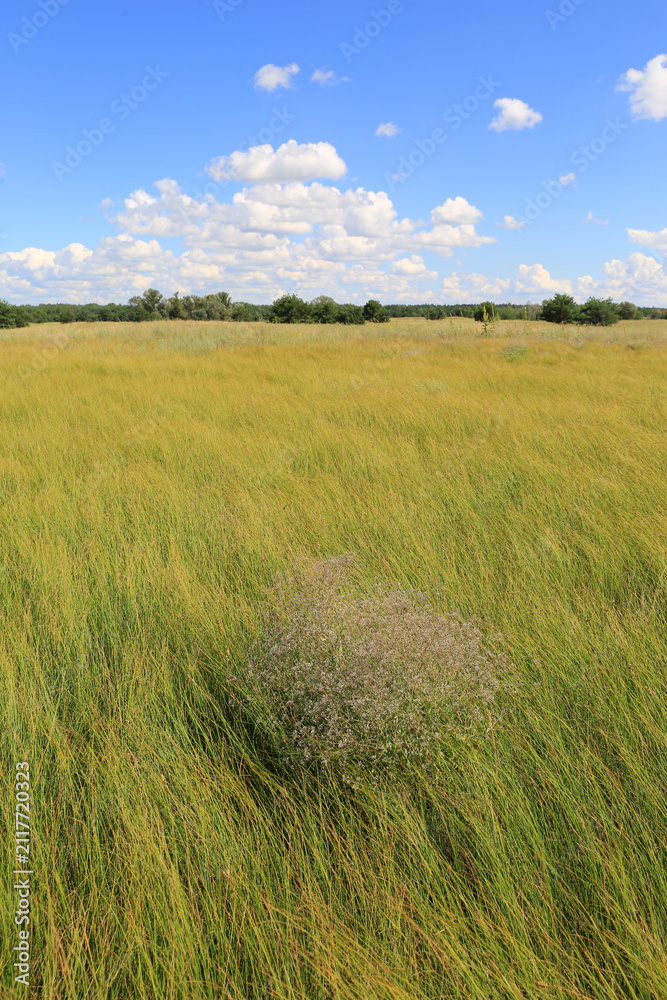 Obraz premium Vast golden meadow under a bright blue sky with fluffy white clouds