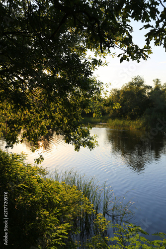 Serene river flowing through lush green foliage at golden hour