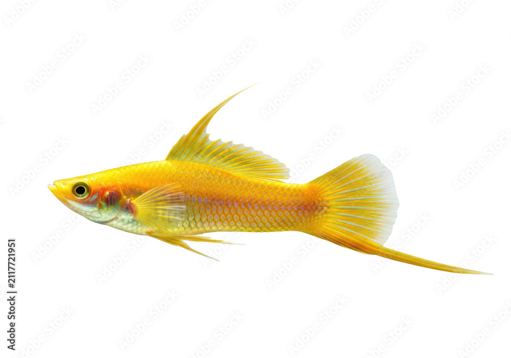 Fototapeta premium Yellow swordtail fish isolated on transparent background