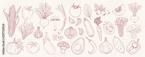 vector set of hand drawn autumn harvest vegetables, including beet, beetroot, turnip, carrot, onion, garlic, tomato, pepper, chili, mushroom, broccoli, celery, zucchini, avocado, potato, spinach.