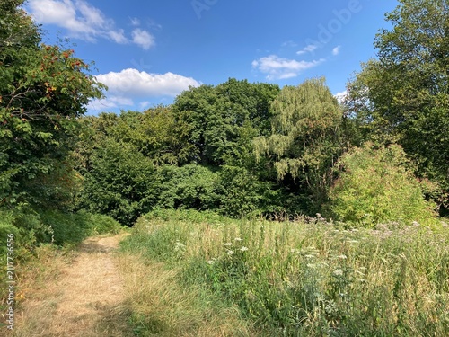 landscape with trees