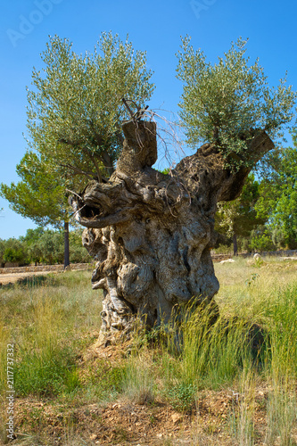 A majestic, ancient olive tree with a uniquely twisted and weathered trunk stands in a grassy field under a bright blue sky