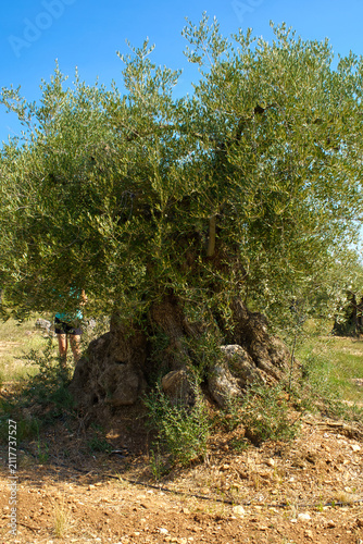 A person stands partially hidden by the dense foliage of a very old, massive olive tree in the dry, rocky terrain of the Sierra de Godall mountains