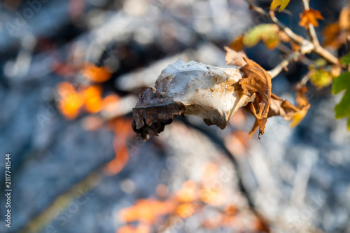 Pests brown-tail moth caterpillars winter web, nest burning in bonfire close-up in autumn time, diseased branches burning, pest protection, macro