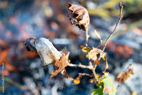 Pests brown-tail moth caterpillars winter web, nest burning in bonfire close-up in autumn time, diseased branches burning, pest protection, macro