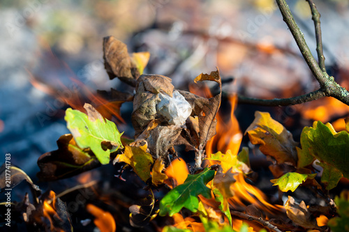 Pests brown-tail moth caterpillars winter web, nest burning in bonfire close-up in autumn time, diseased branches burning, pest protection, macro