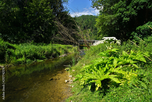 Riesen-Bärenklau; Heracleum mantegazzianum; cartwheel flower; giant hogweed; im Schmeietal Naturpark Obere Donau; Baden Württemberg; Deutschland