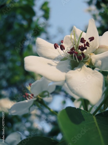 Obraz na plátne Close up of pear tree flowers with red anthers and green leaves