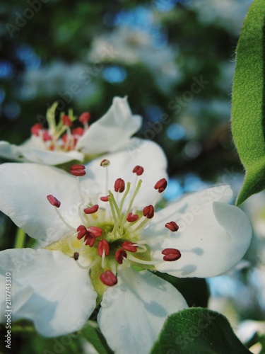 Foto Blooming orchard branch covered with white blossoms under soft natural daylight