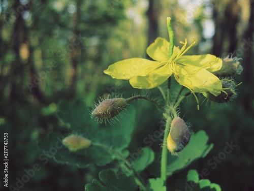 Foto Greater celandine flower blooming beside pubescent floral buds and long seed cap