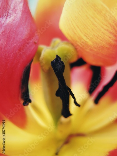 Obraz na plátně Scientific macro photograph of tulip stamen anther and stigma framed by vibrant