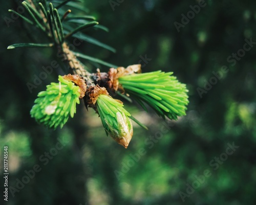 Obraz na płótnie Delicate spring growth of coniferous tree featuring soft vibrant green needles i