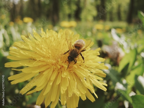 Fotografie Close macro portrait showing striped honeybee resting on vibrant yellow dandelio