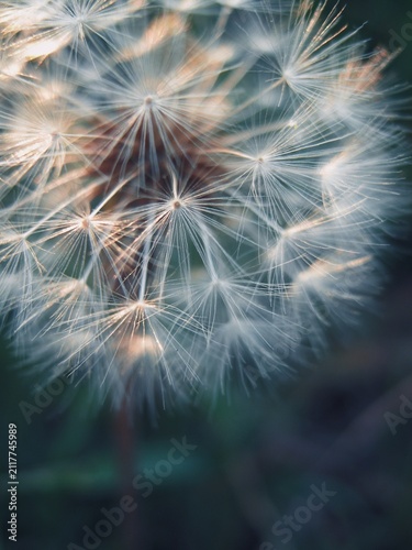 Konstfotografi Feathery pappus filaments forming a luminous globe on a wild dandelion stem