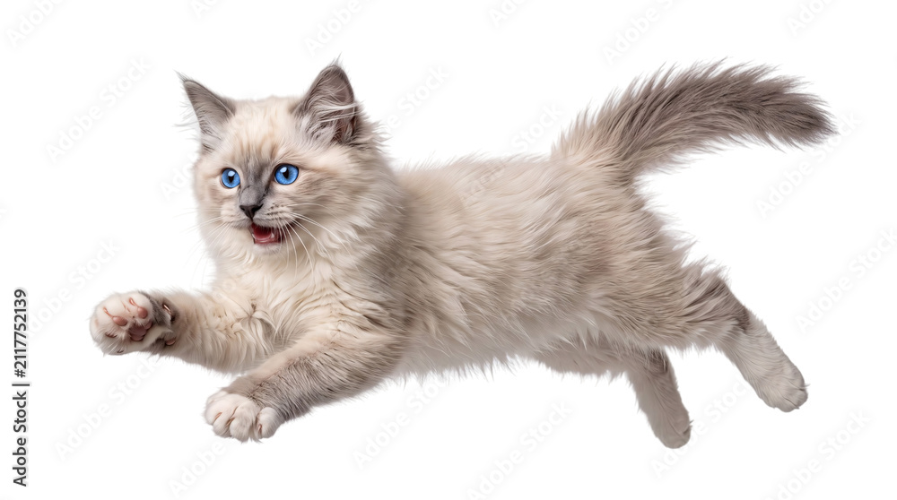 Fototapeta premium Fluffy ragdoll kitten leaping with blue eyes and png isolated on transparent background