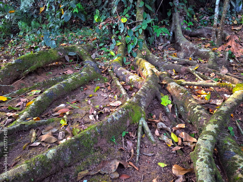 Mossy tree roots spreading across the forest floor in a lush, green jungle environment