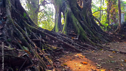 Ancient Tree Roots in Lush Tropical Forest with Dappled Sunlight on Ground