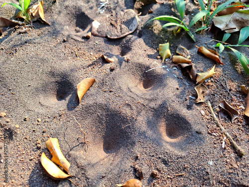 Antlion Traps in Sandy Soil with Dry Leaves, Showing Natural Insect Habitat