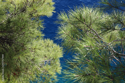 Green pine branches against a blue sea