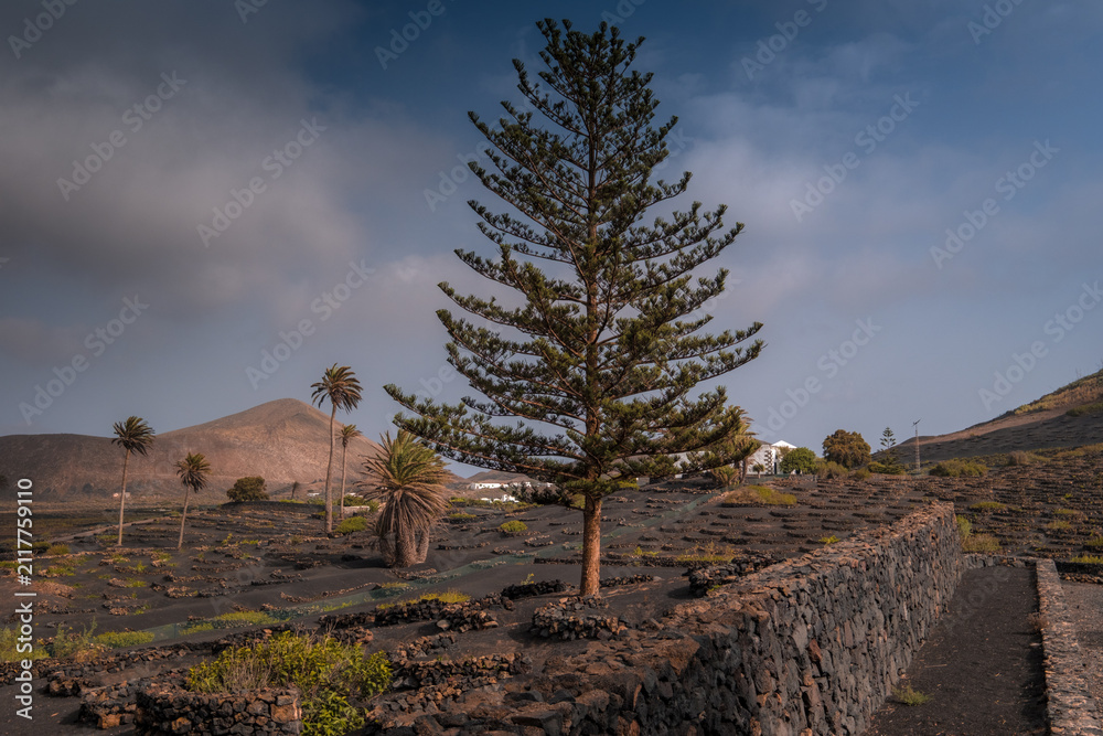 Fototapeta premium Landscape view of a typical vineyard on the Island of Lanzarote, Spain