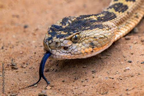 Canvas Print Snake with Forked Blue Tongue Extended Flicking on Red Desert Soil, Reptile Clos