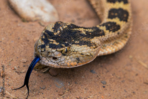 Картината върху платно Close Up of Snake Head with Vertical Pupil and Forked Tongue on Sandy Ground, Re