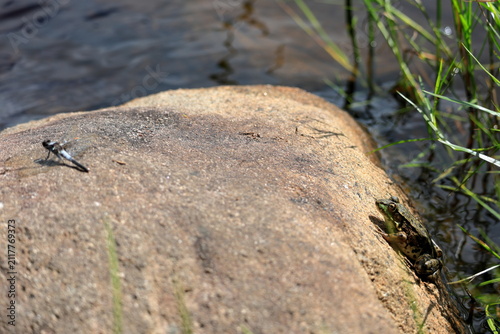 Foto Frog sneaking up on a dragonfly hoping for an easy meal