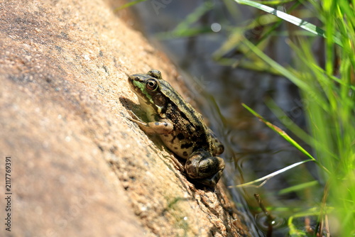 Quadro su tela Close-up of a frog hiding out on a rock to catch insects