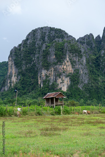 Rural Landscape with Cows