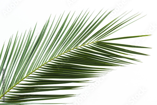 Isolated single green palm frond on a clean white background, showcasing sharp linear texture and tropical foliage. Minimal botanical image ideal for summer, nature, design, spa, eco-themed projects