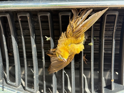 Dead Yellow Bird Stuck in a Car Grille After a Tragic Road Collision