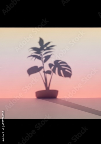 silhouette of a palm tree in a pot on a white table
