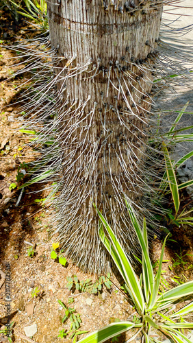 Phoenicophorium borsigianum fills the vertical frame with a spiny trunk in bright tropical light. The close-up highlights endemic flora, natural defense, biodiversity, and garden safety.